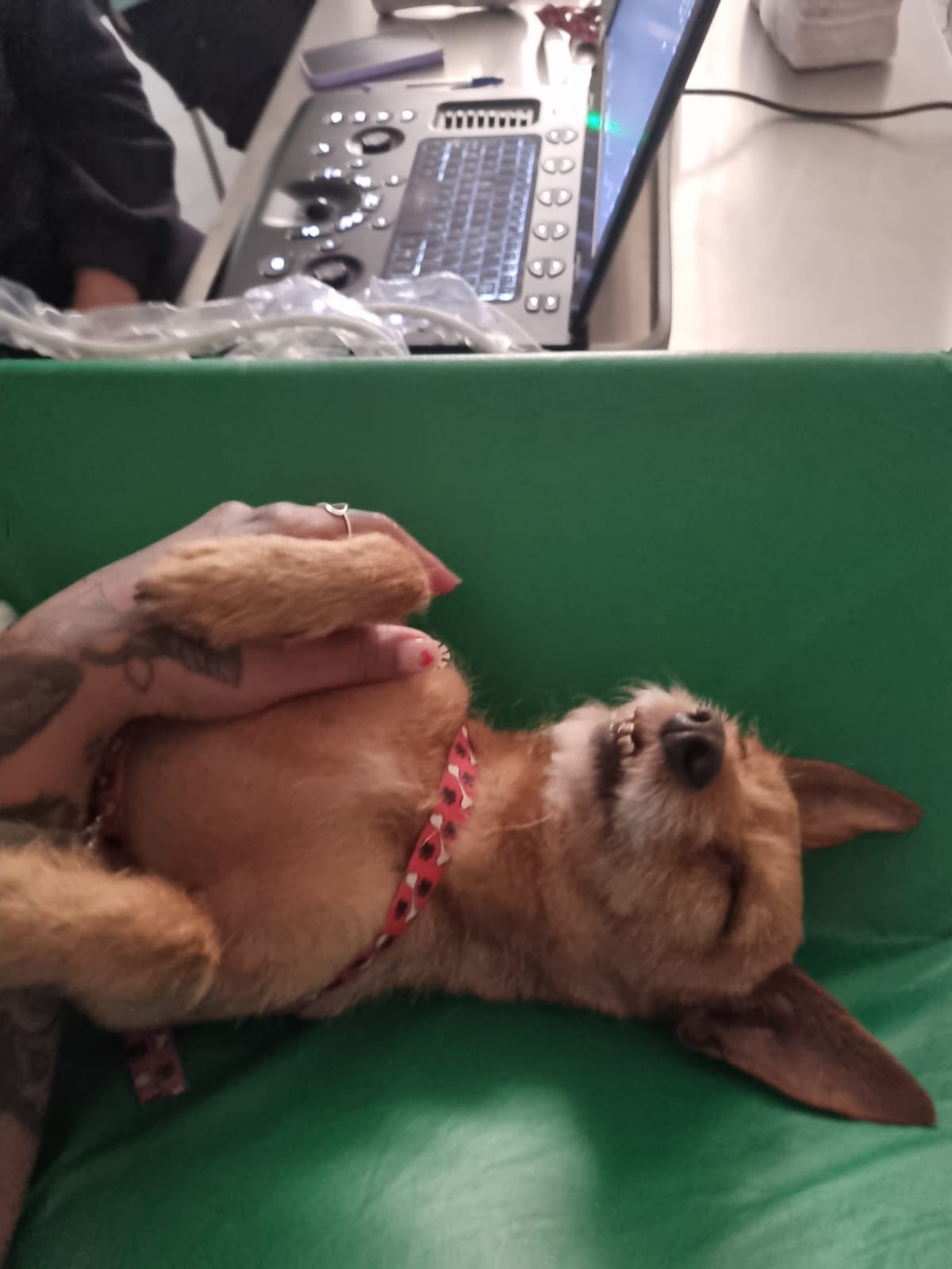 Exame veterinário Ultrapatas